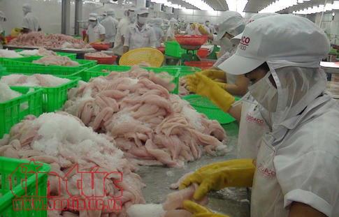 Giá cá tra tăng, người nuôi thu lãi khủng ảnh 1